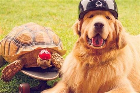 do cats and dogs get along 2