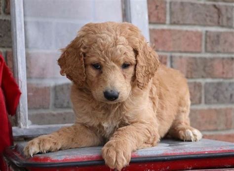 Cute Doodle Puppy on Red Table