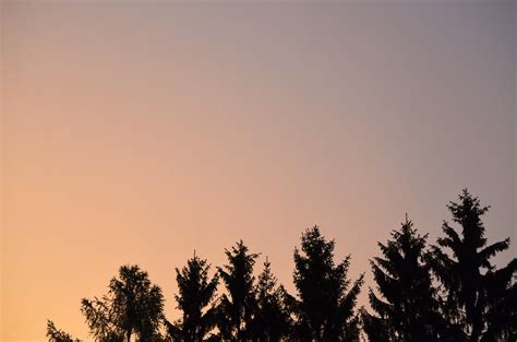 images tree nature horizon cloud sky sunrise sunset