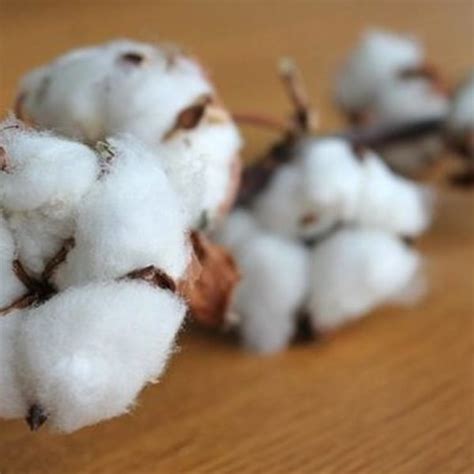 cotton initiative hails hm  leader  sustainable cotton