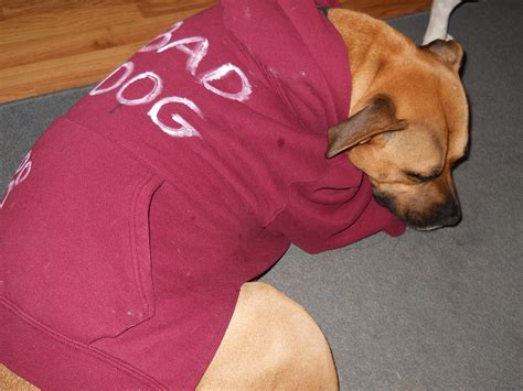 how to make a hoodie for a dog