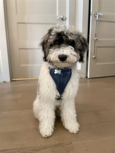 Before & After first day of puppy training school : r/AussieDoodle