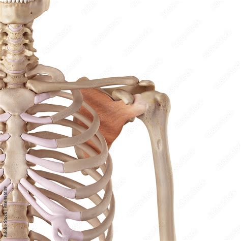 medical accurate illustration   subscapularis stock illustration