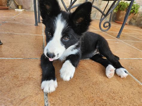 Smooth Border Collie