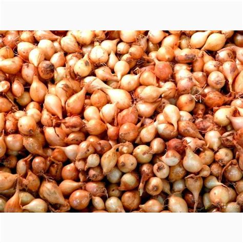 Продам лук севок Штутгарт ризен репчатый, Хмельницкая обл — Agro-Ukraine