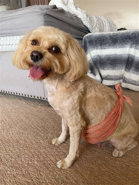 Poodle Mini - Frankston South - PetsForHomes