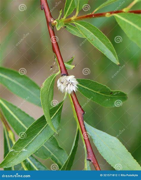 Salix Daphnoides Or European Violet Willow Royalty-Free Stock Image