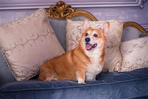 The 10 Best Pet-Friendly Hotels in the U.S. — Best Life