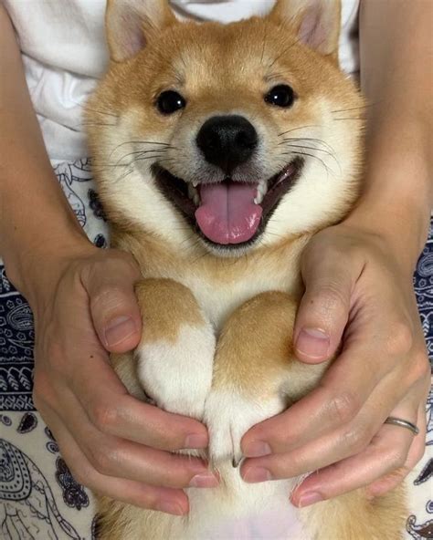 Lovable Shiba Inu Always Has a Happy Grin on His Face