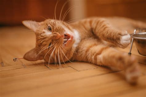 A Tabby Cat Eating KibbleFree Stock Photo