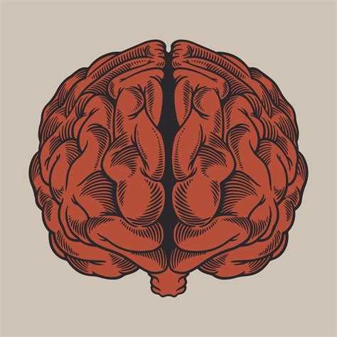 Vintage engraving drawing human brain in front of view 3126188 Vector ...