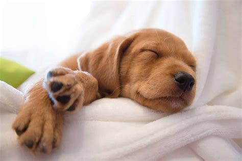 baby puppies sleeping