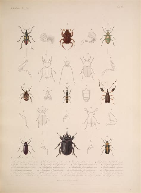 Species and anatomy of beetles, including scarab beetles (Fig. 2,12
