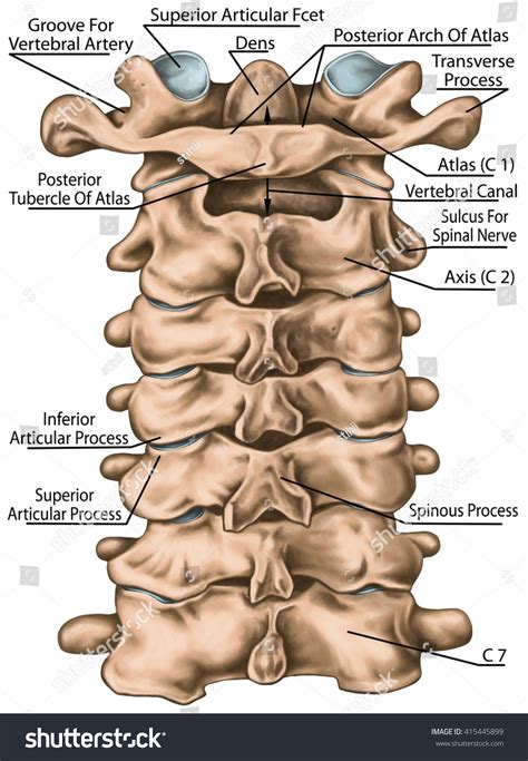 Cervical Spine Structure Vertebral Bones Cervical Stock Illustration ...