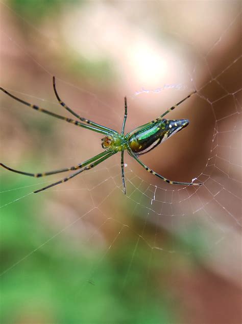 green spider pixahive