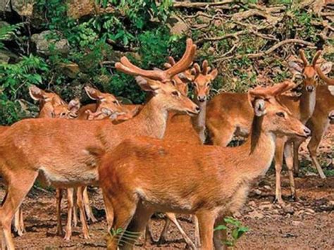 Top Wildlife Sanctuaries in North East India - India Travel Blog