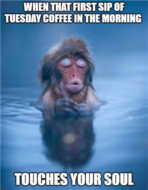 61 Best Tuesday Meme - Meme Central