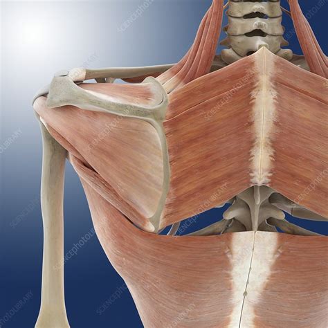 shoulder   anatomy artwork stock image  science