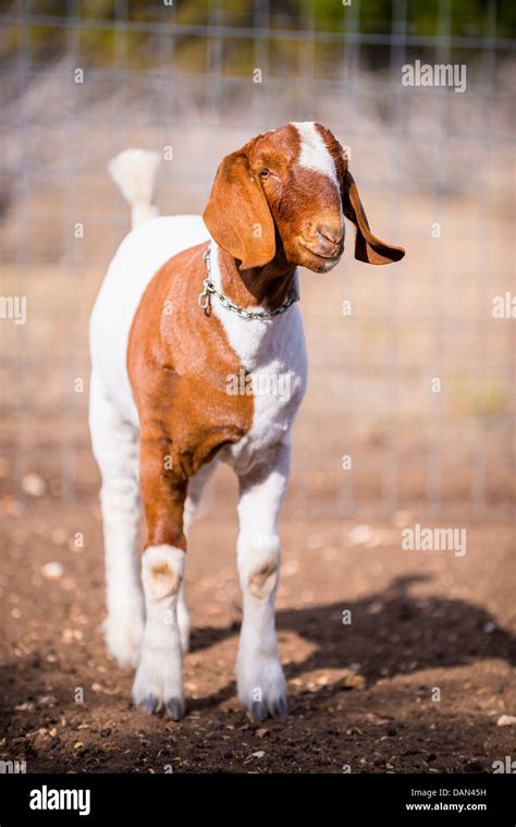 USA, Texas, Young Boer Goat Stock Photo - Alamy