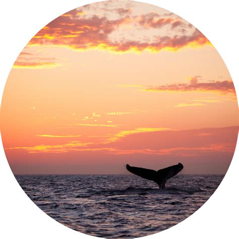 Humpback Whale Migration Guide - Ocean Life Education