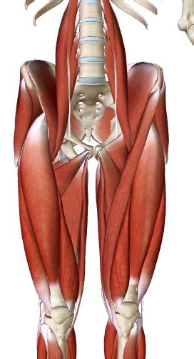 Muscles of the Anterior and medial thigh compartment Diagram | Quizlet