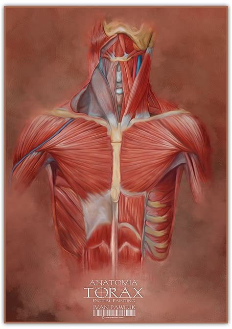 human anatomy behance