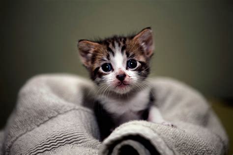 Cute Kittens Wallpapers For Mobile - Wallpaper Cave