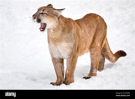 Puma in the woods, single cat on snow, wildlife America Stock Photo - Alamy