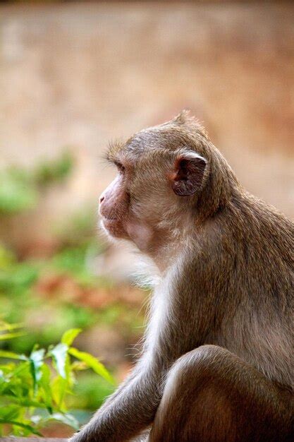 Premium Photo | Monkey on jungle of thailand