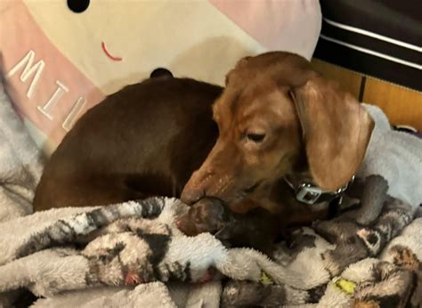 Huge Early AM Surprise! : r/Dachshund