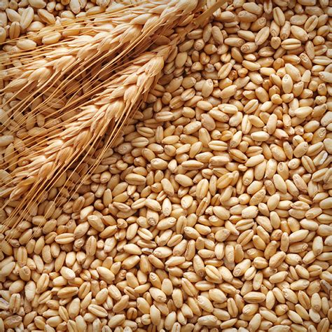barley grain altex sp zoo