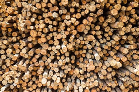 Best Eucalyptus Firewood Stock Photos, Pictures & Royalty-Free Images ...