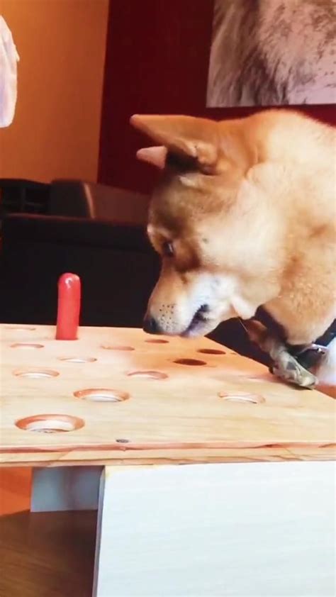 Funny Dog Reactions: An immersive guide by Pet Stories