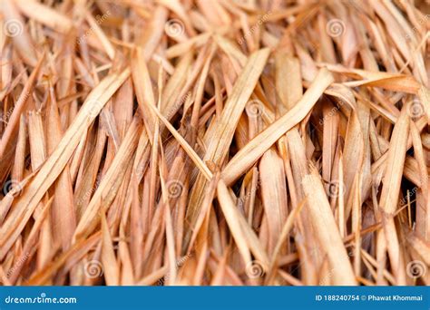 nipa palm royalty  stock image cartoondealercom
