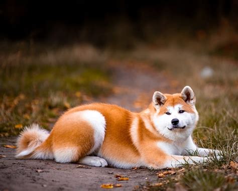 秋田犬の特徴や性格をご紹介！歴史や寿命、飼い方もまとめて解説 - nademo[なでも] ペットメディア