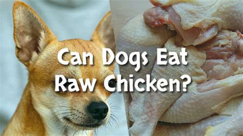 can i give my dog raw chicken | Pet Consider