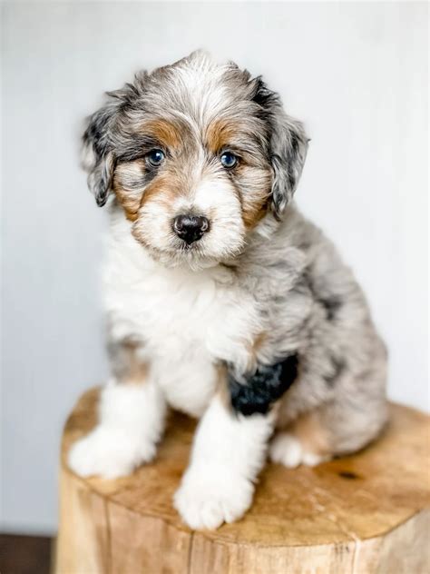 Aussiepoo guide the aussiedoodle dog explained – Artofit