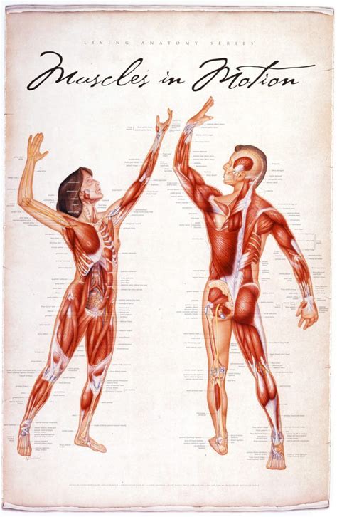 Muscles in Motion (Living Anatomy Chart Series) | Muscle anatomy, Muscle, Skin bumps