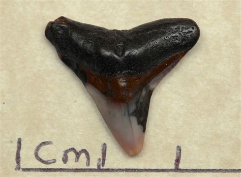 Shark tooth - Fossil ID - The Fossil Forum
