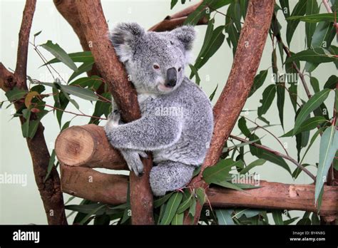 koala phascolarctos cinereus   eucalyptus branch  featherdale