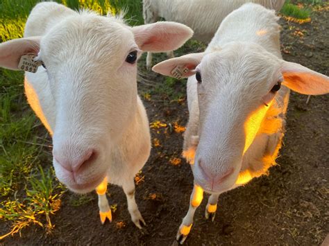 BREED HISTORY — St. Croix Hair Sheep International Association