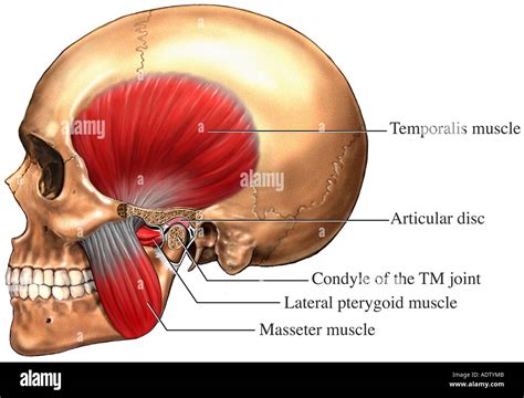temporomandibular joint  res stock photography  images alamy
