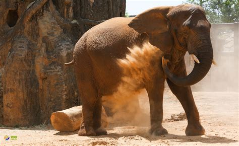 Zoo Knoxville elephants moving to The Elephant Sanctuary in Hohenwald