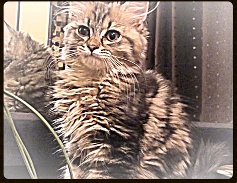 Our Parents – Maine Coon Kittens For Sale Seattle WA