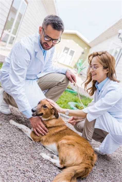 Veterinária A Domicílio - Atendimento Veterinário a Domicílio para Gatos - RAB Veterinaria ...