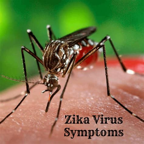 Health Fitness Geek: Zika Virus Symptoms, Prevention and Treatment