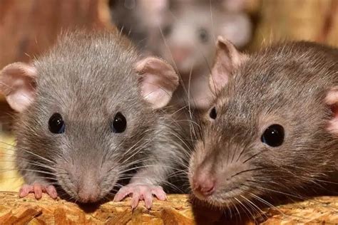 21 of the MOST COMMON Examples of Rodents - Wildlife Informer