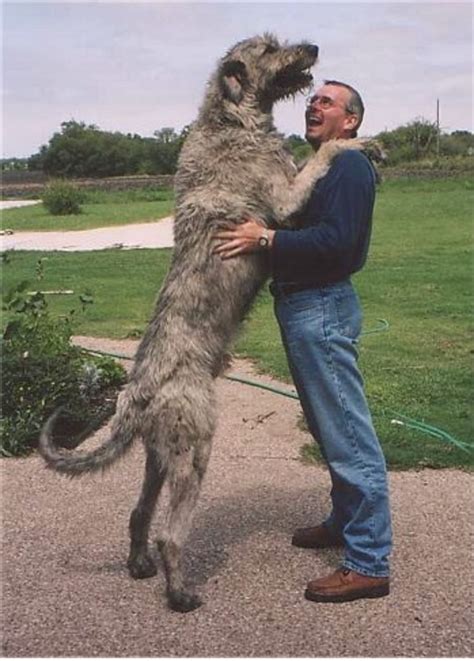 What was the original purpose of an Irish Wolfhound? — WESTOVER WOLFHOUNDS