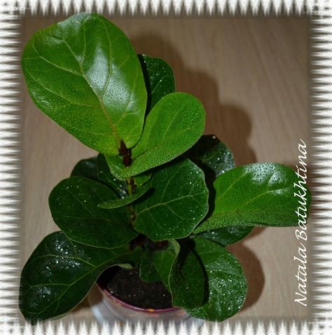 Фикус лировидный Ficus, Plant Leaves, Plants, Plant, Figs, Fig, Planets ...