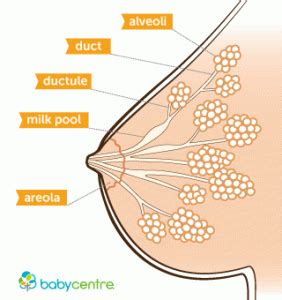 Production of Breast Milk | Feeding Your Baby